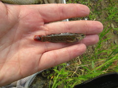 Etheostoma starnesi