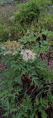 Hymenidium