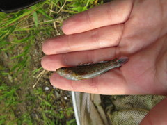 Etheostoma starnesi