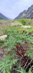 Hymenidium