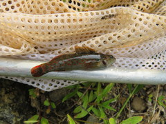 Etheostoma starnesi