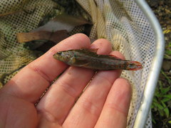 Etheostoma starnesi