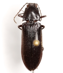 Perissarthron trapezium