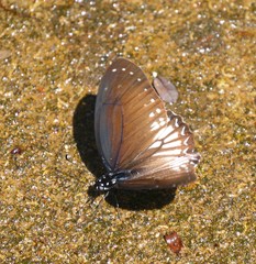 Graphium ramaceus