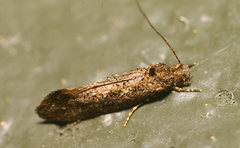 Tinea conferta