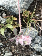 Trifolium saxatile