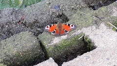 Aglais io