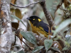 Anisognathus lacrymosus