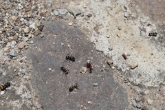 Camponotus auricomus