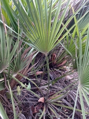 Chamaerops humilis