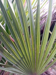 Chamaerops humilis