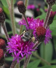 Melissodes denticulatus