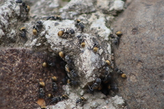 Camponotus auricomus