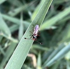 Diopsis longicornis