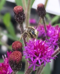 Melissodes denticulatus