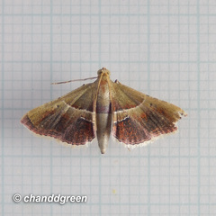 Endotricha repandalis