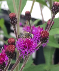 Melissodes denticulatus