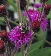 Melissodes denticulatus