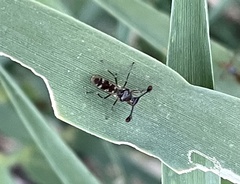 Diasemopsis aethiopica