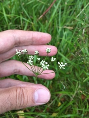 Falcaria vulgaris