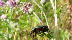 Cetonia aurata