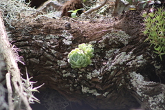 Echeveria elegans