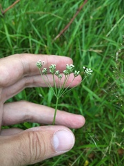 Falcaria vulgaris