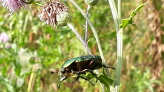 Cetonia aurata