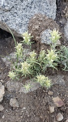 Castilleja pilosa