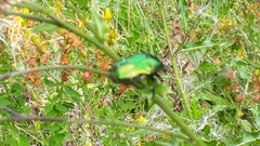 Cetonia aurata