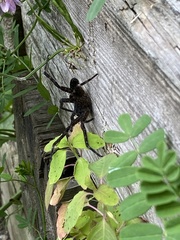 Dolomedes scriptus