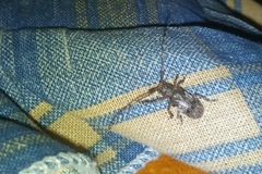 Mesosa curculionoides