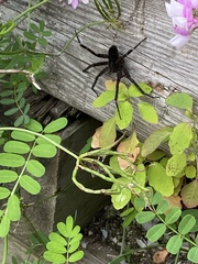 Dolomedes scriptus