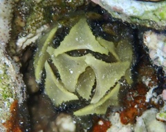Turbinaria decurrens