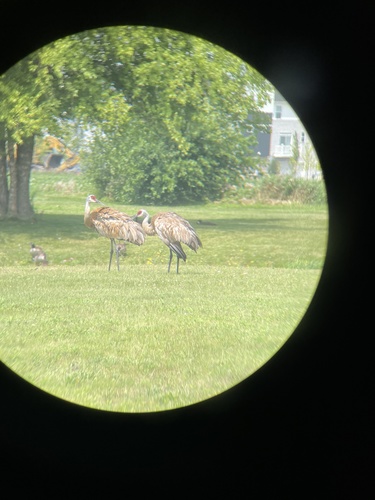 Sandhill Crane photographed in Illinois