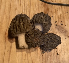 Morchella esculenta