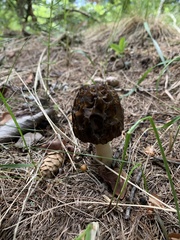 Morchella esculenta