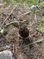 Morchella esculenta