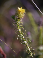 Cullumia setosa