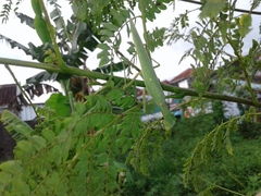 Hierodula patellifera