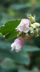 Symphoricarpos