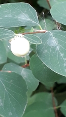 Symphoricarpos