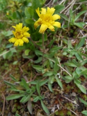Pilosella lactucella