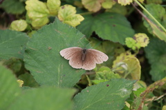 Aphantopus hyperantus