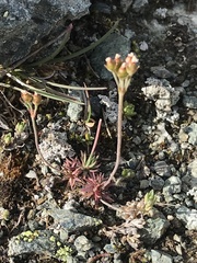 Androsace adfinis puberula