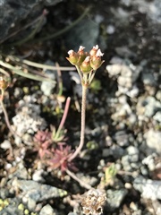 Androsace adfinis puberula