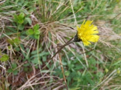 Pilosella lactucella