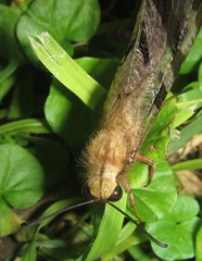 Lachlathetes moestus