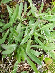 Pilosella lactucella