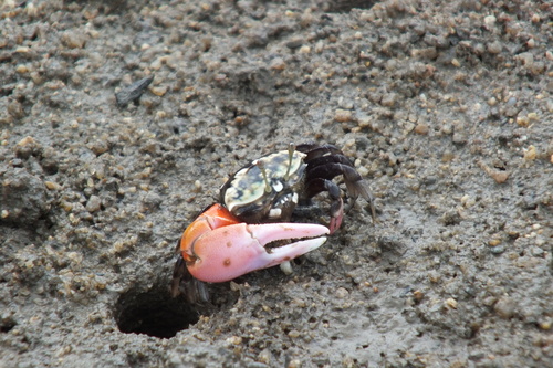 Tubuca polita